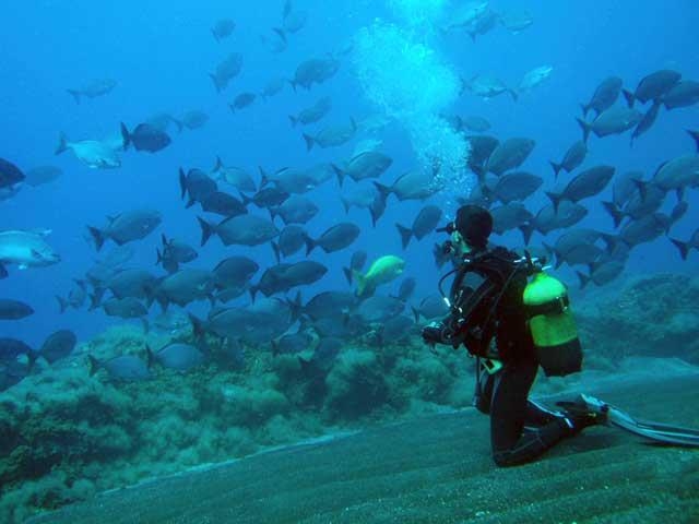 Buceando junto a banco de peces